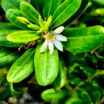 Scaevola montana Blüte