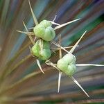 Allium cristophii Fruit