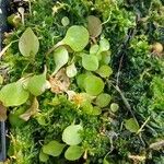 Claytonia rubra Blatt