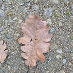 Quercus pubescensLeaf