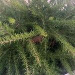 Grevillea juniperina List