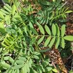 Mimosa candollei Leaf