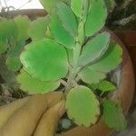 Kalanchoe laxiflora Fulla