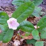 Rhododendron minus Flower