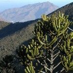 Araucaria muelleri Агульны выгляд