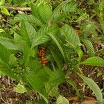 Psychotria racemosa Ffrwyth