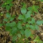 Rubus saxatilis 葉