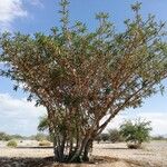 Boswellia sacra Habitat