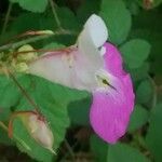 Impatiens balfourii 花