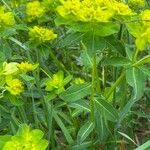 Euphorbia flavicoma Hábito