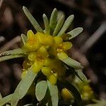 Thymelaea tinctoria 花