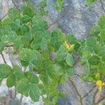 Cytisophyllum sessilifolium Blad