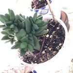 Pachyphytum compactum List