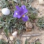 Moraea sisyrinchium Цвят