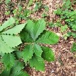 Quercus mongolica Blatt