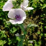 Althaea officinalis Цветок