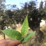 Arthraxon hispidus Leaf