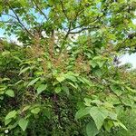 Paulownia tomentosaFuelha