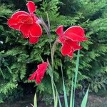 Gladiolus communisFlower