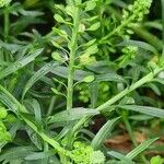 Lepidium virginicum برگ