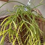 Rhipsalis baccifera Leht