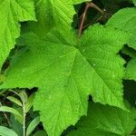 Rubus parviflorus Fuelha