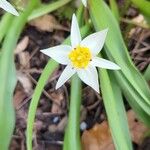 Tulipa turkestanica Flor