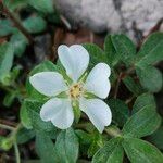 Potentilla montanaFlower