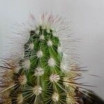 Echinocereus viridiflorus Φύλλο