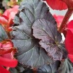 Begonia grandis Leaf