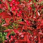 Nandina domestica Meyve