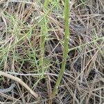 Asparagus horridus Bark