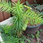 Cunninghamia lanceolata 葉