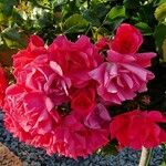 Rosa pendulina Blüte
