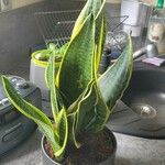 Sansevieria stuckyi Hoja