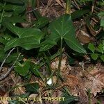 Arisarum proboscideum Habitus