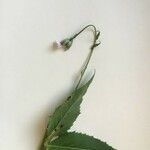 Emilia sonchifolia Fiore