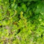 Carex normalis Blüte