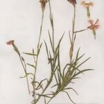 Dianthus monspessulanus Celota