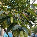 Carpinus japonica ഇല