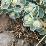Euphorbia chamaesyce
