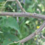 Mimosa albida പുറംതൊലി