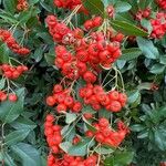 Pyracantha crenulataFruit