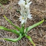 Chlorophytum tuberosum Kukka