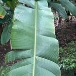 Musa ornata Feuille