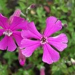 Silene schafta Flower