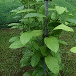 Passiflora ambigua Leaf