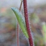 Arabis ciliata बार्क (छाल)