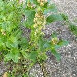 Reseda odorata Celota