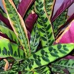 Calathea lancifolia Hoja